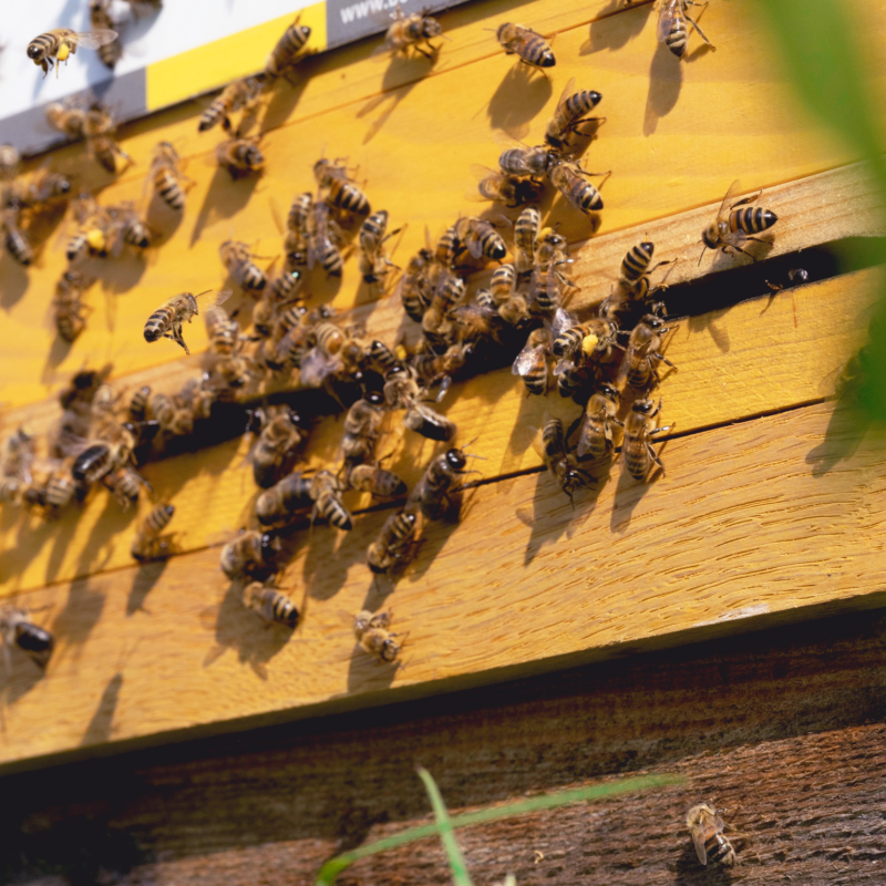 Nachhaltige Werbeagentur - Bienenstock