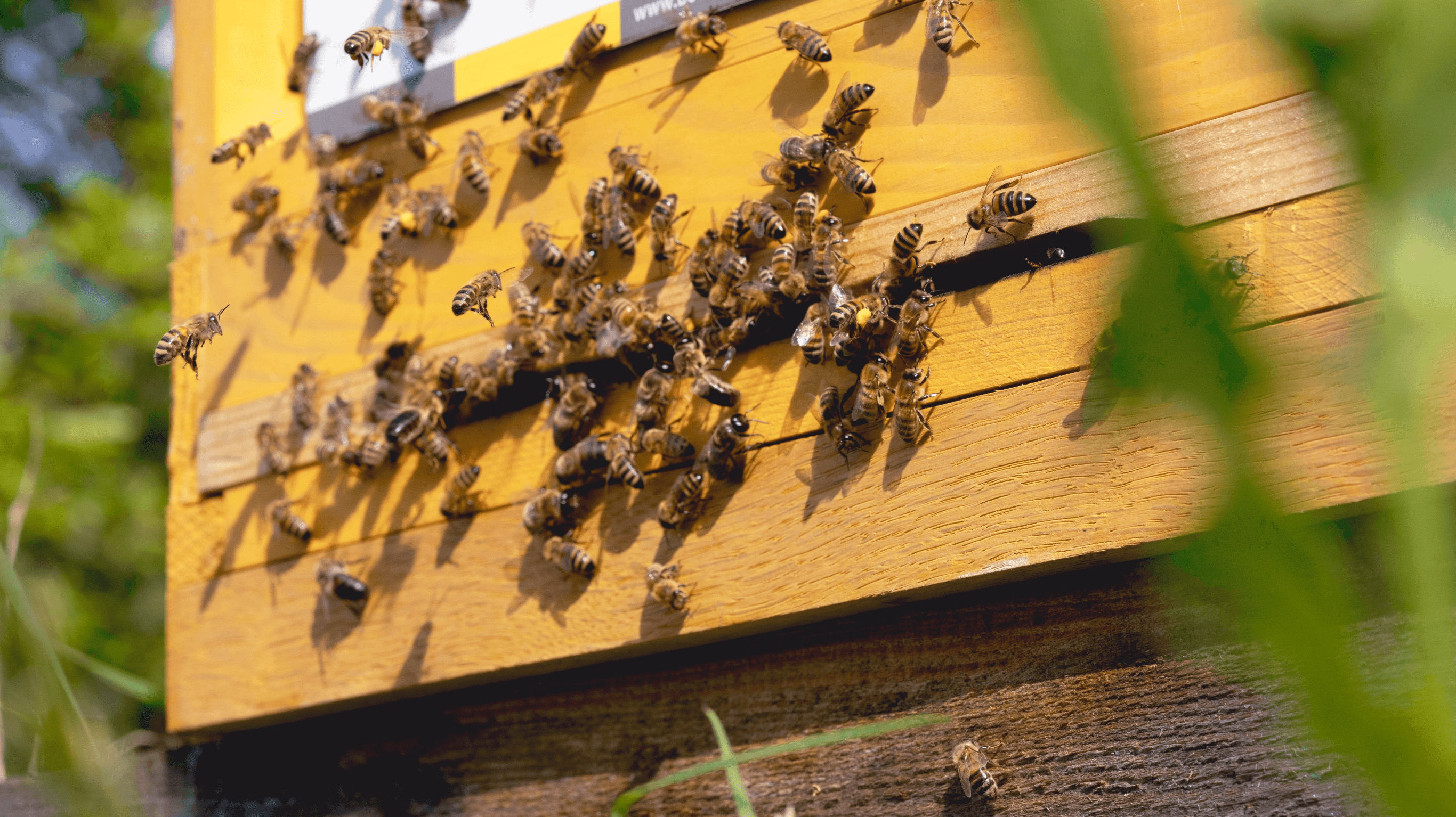 Nachhaltige Werbeagentur - Bienenstock