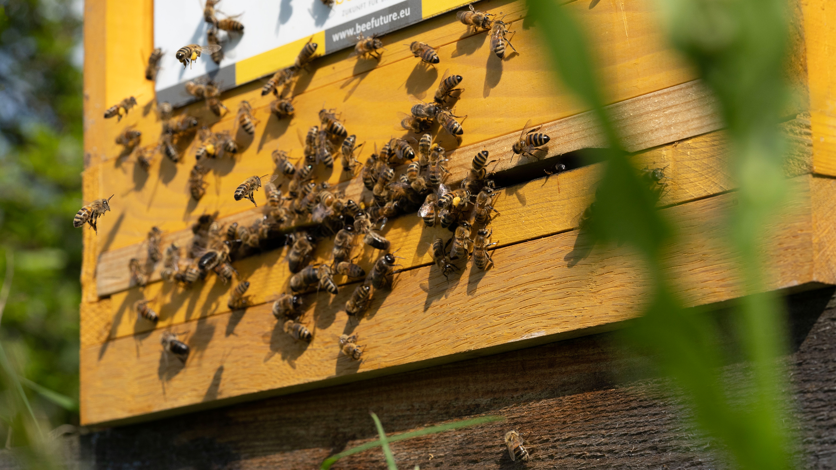 header-eberle_news-bienenstock-beefuture